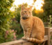 best gps tracker for cats
